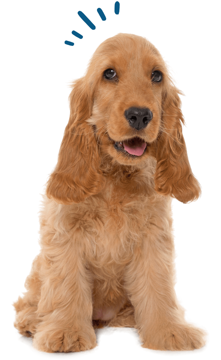 Adorable Cocker Spaniel Puppy