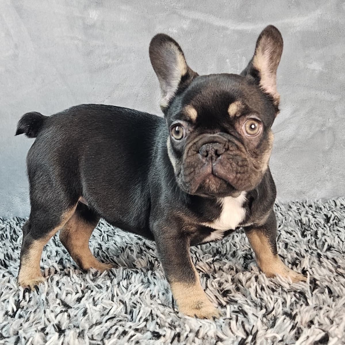 Sugar - 4