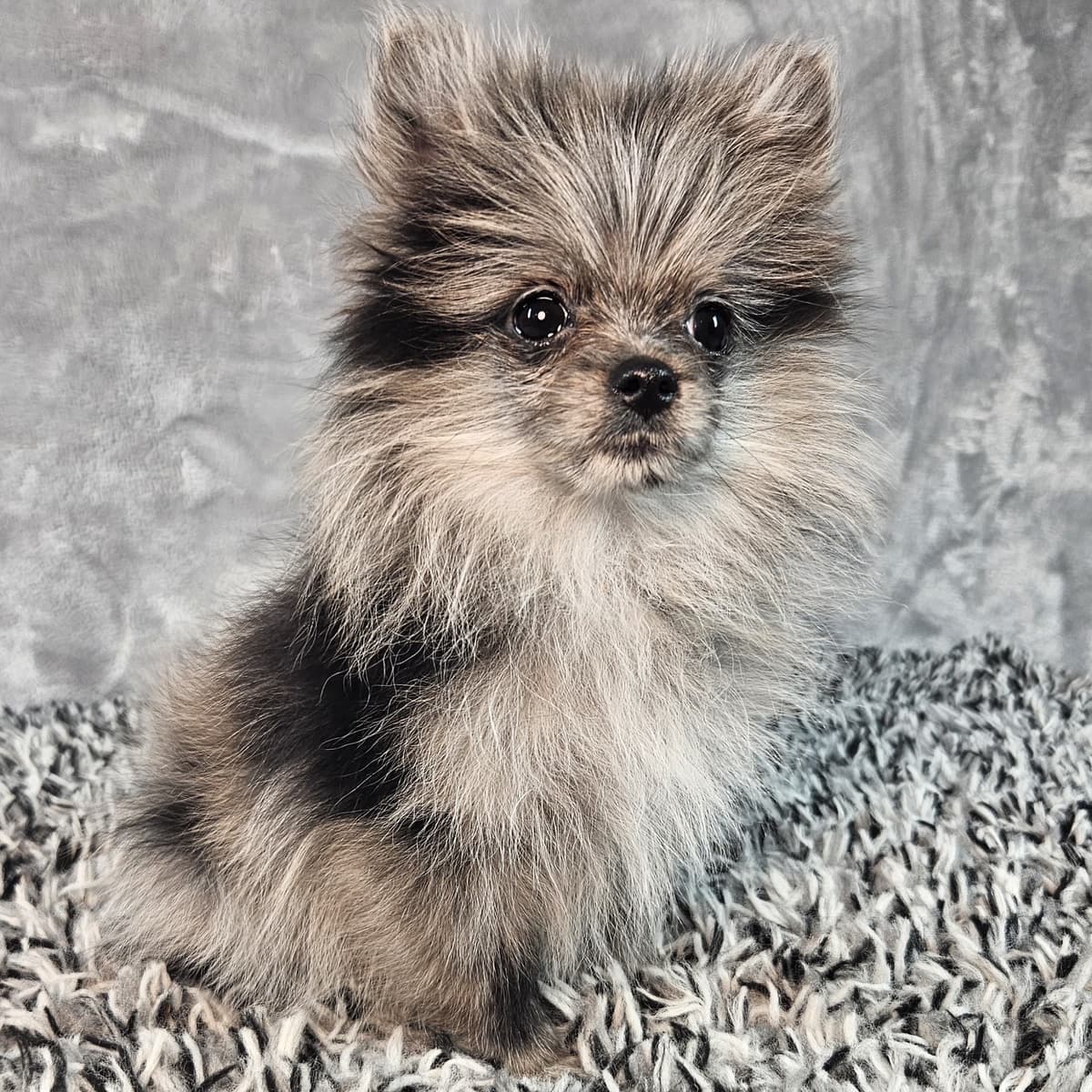 Zuzu