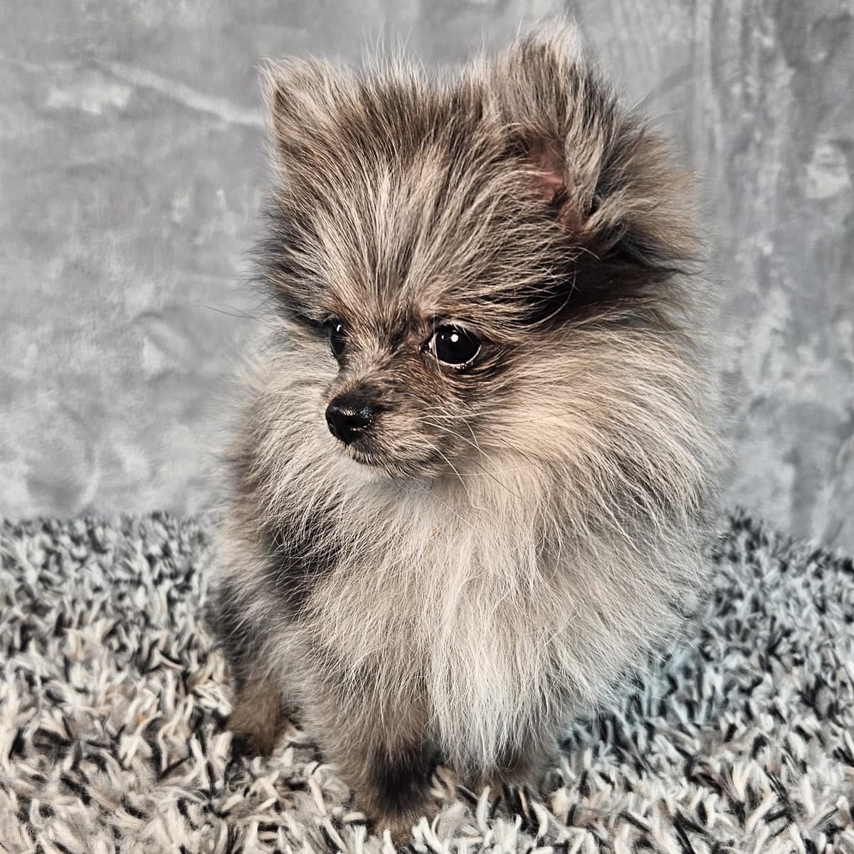 Zuzu - 2