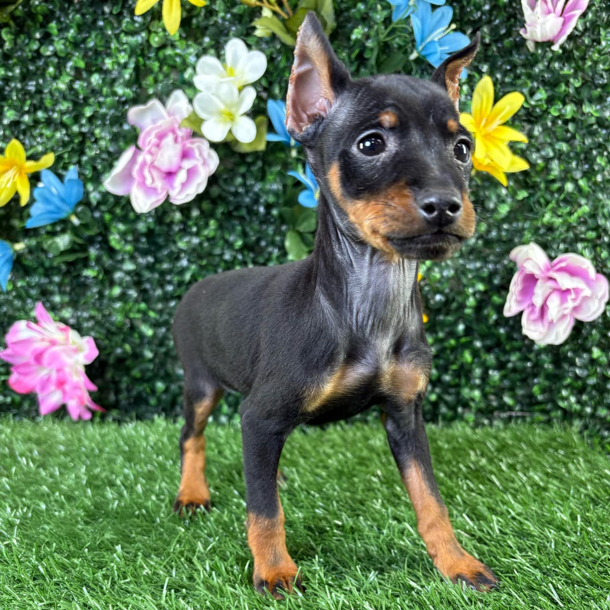 Rocco - 2