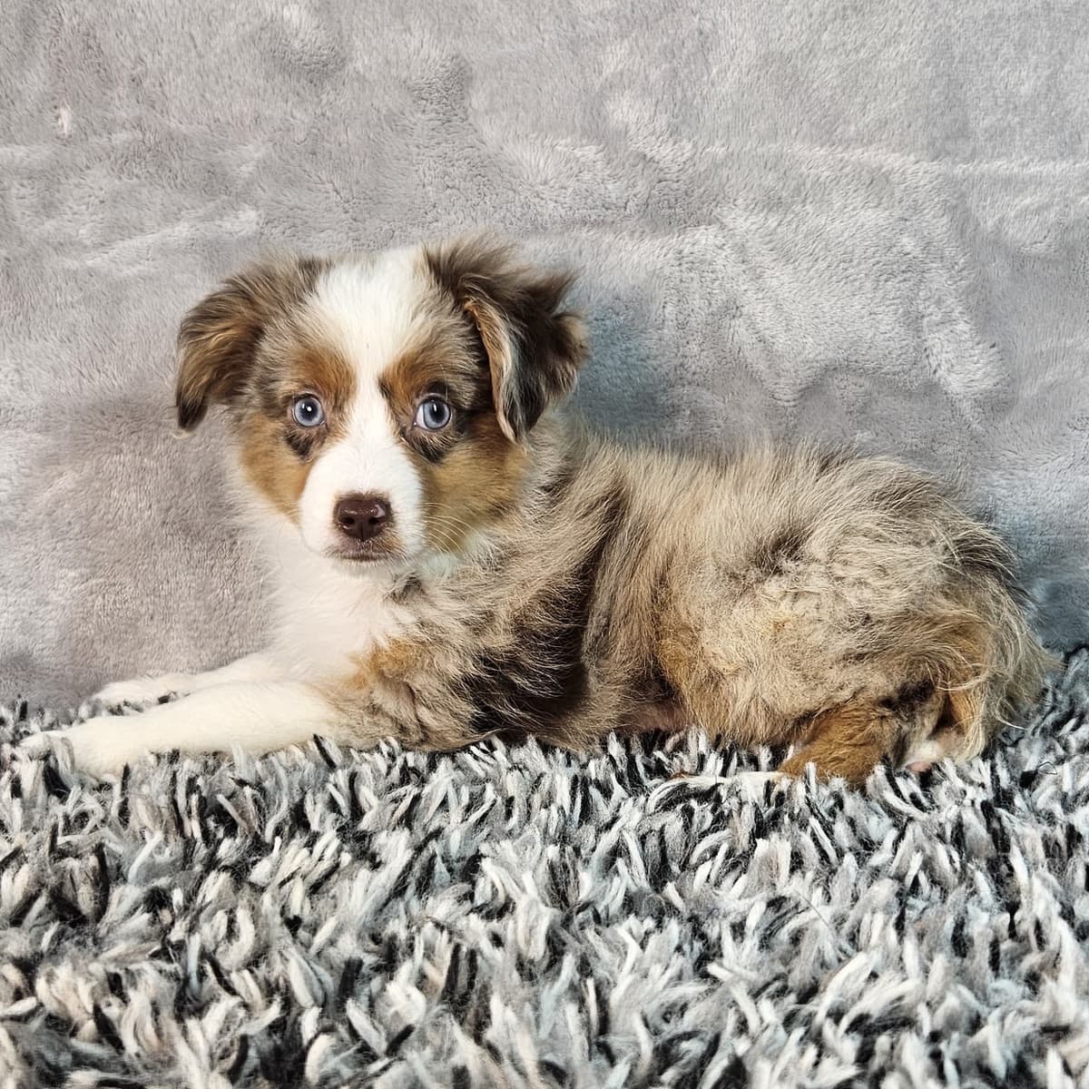 Benji - 2