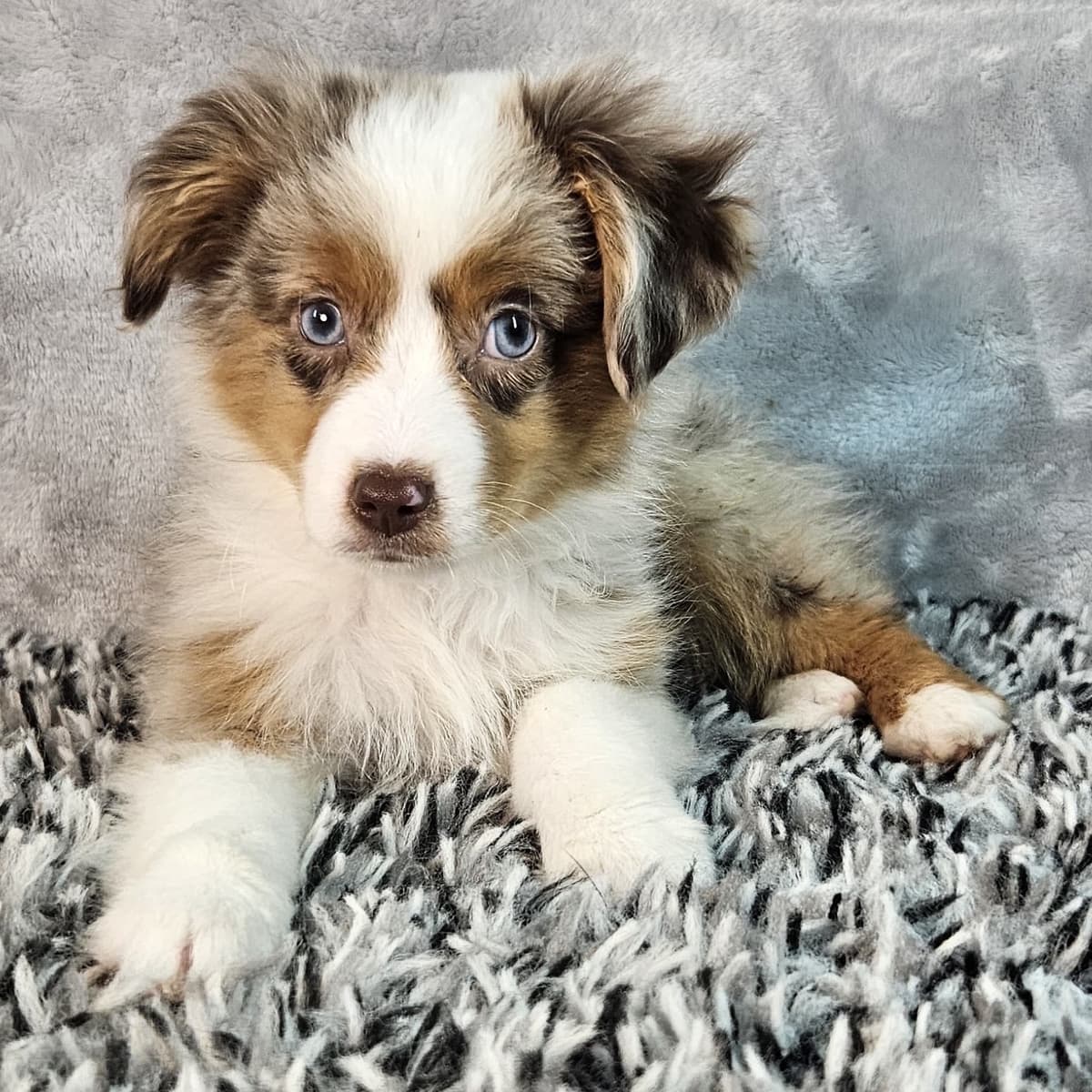 Benji - 3