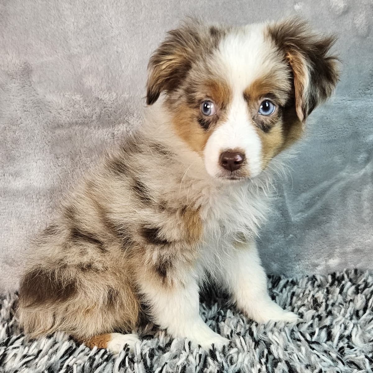 Benji - 4