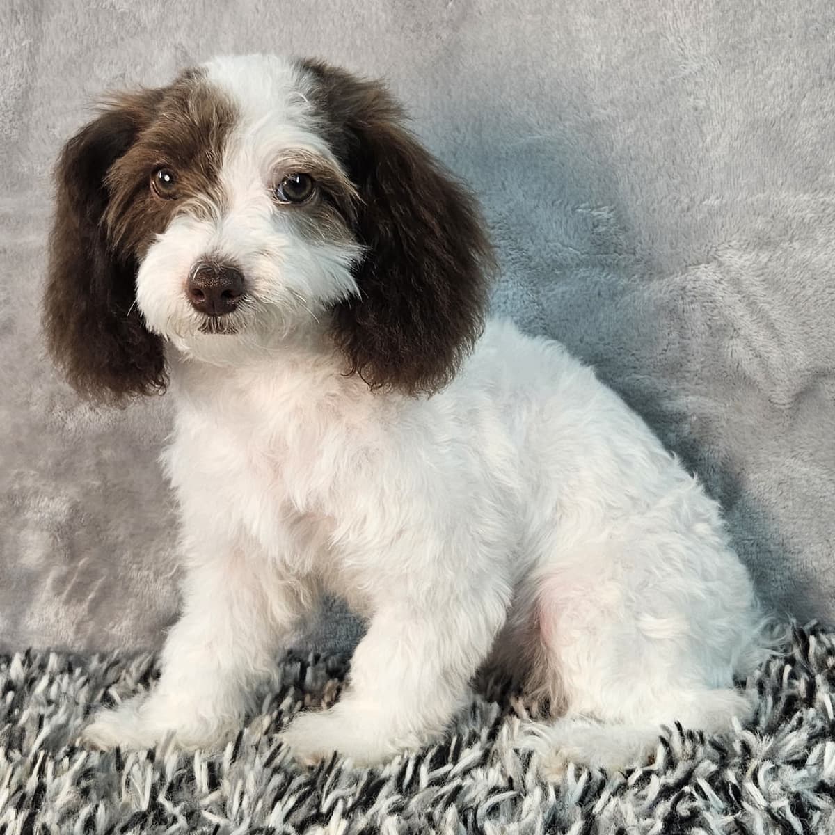 Daisy - 2