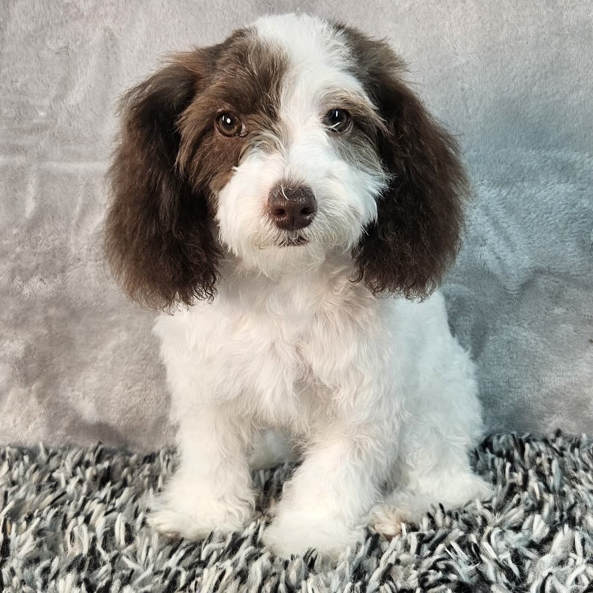 Daisy - 3