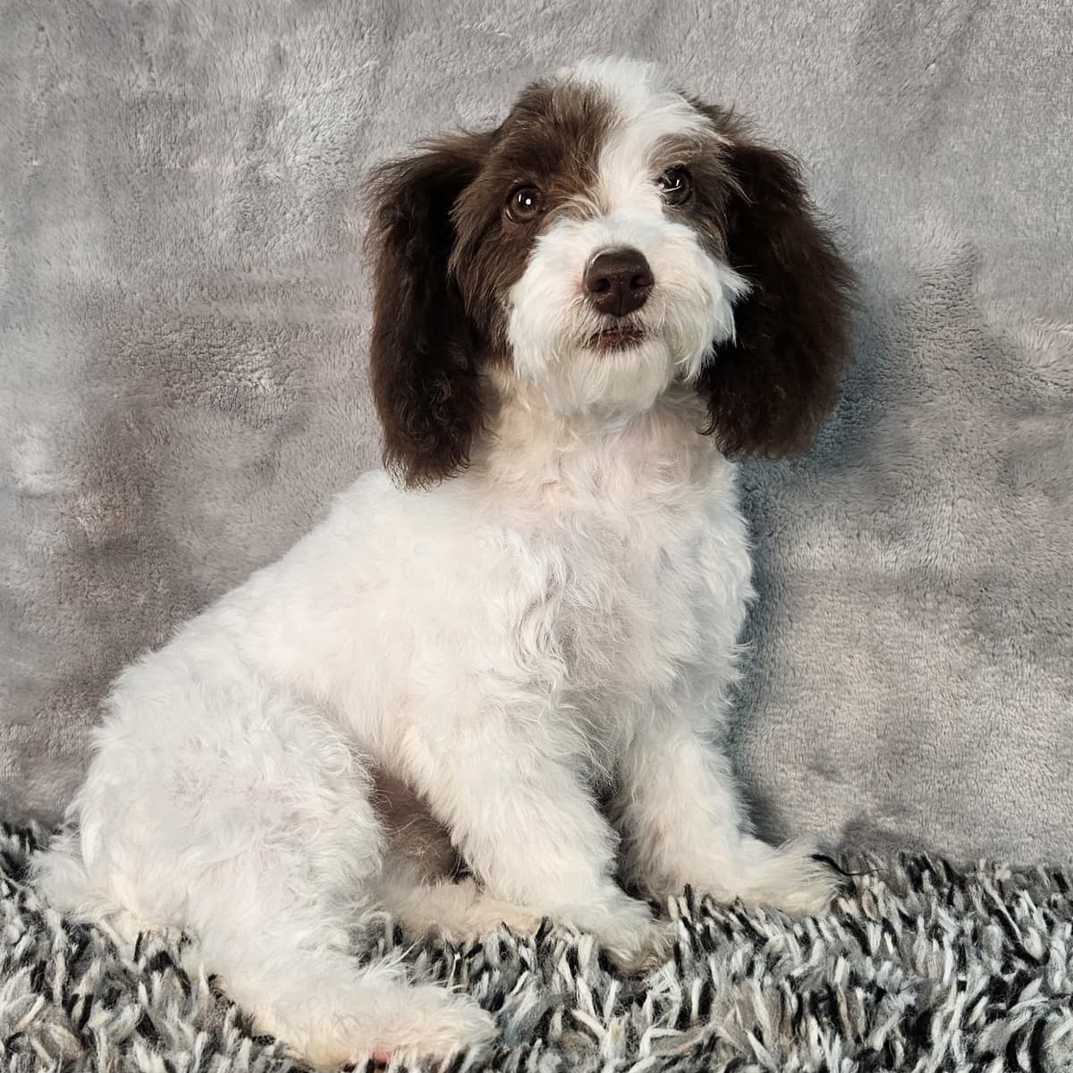 Daisy - 4