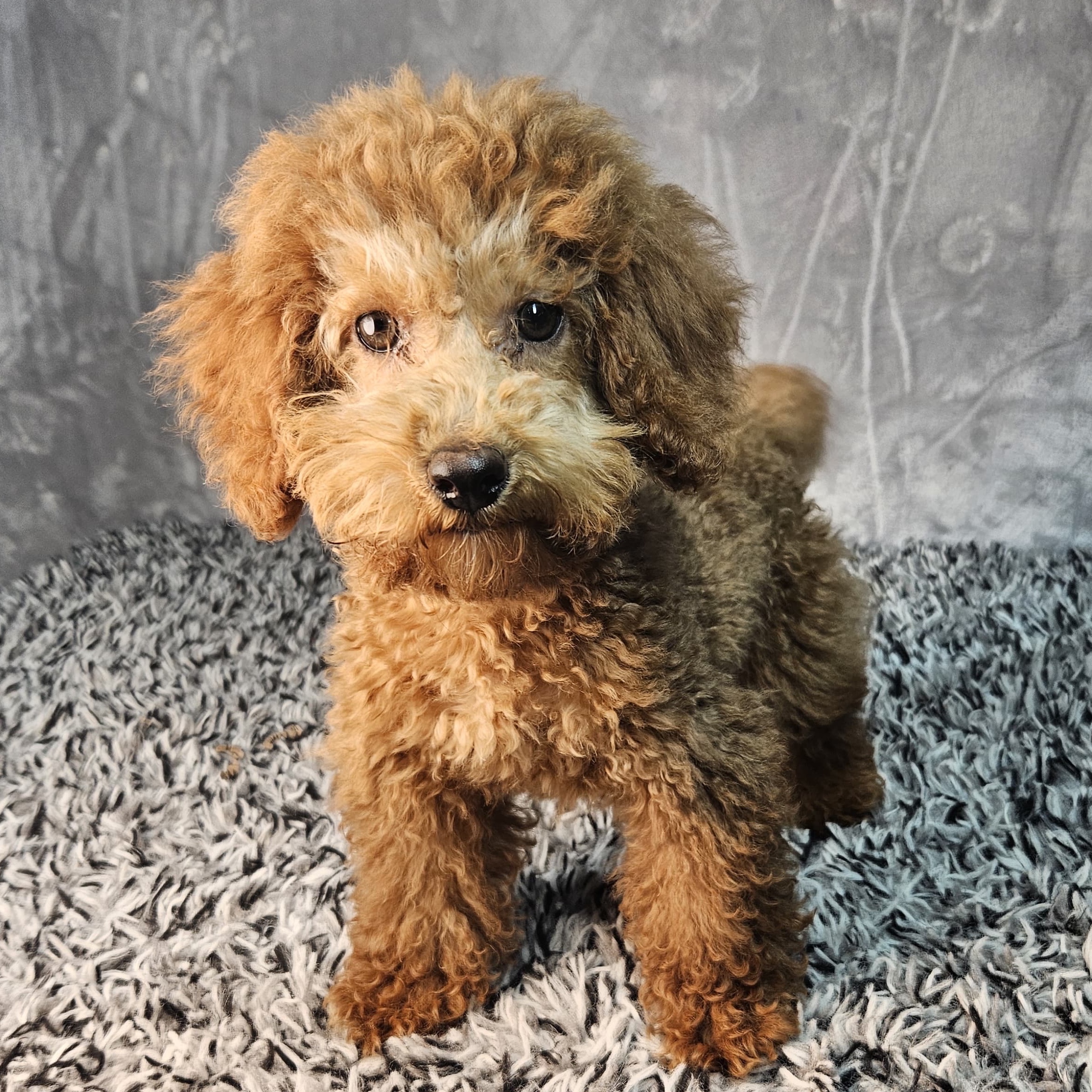 Winston