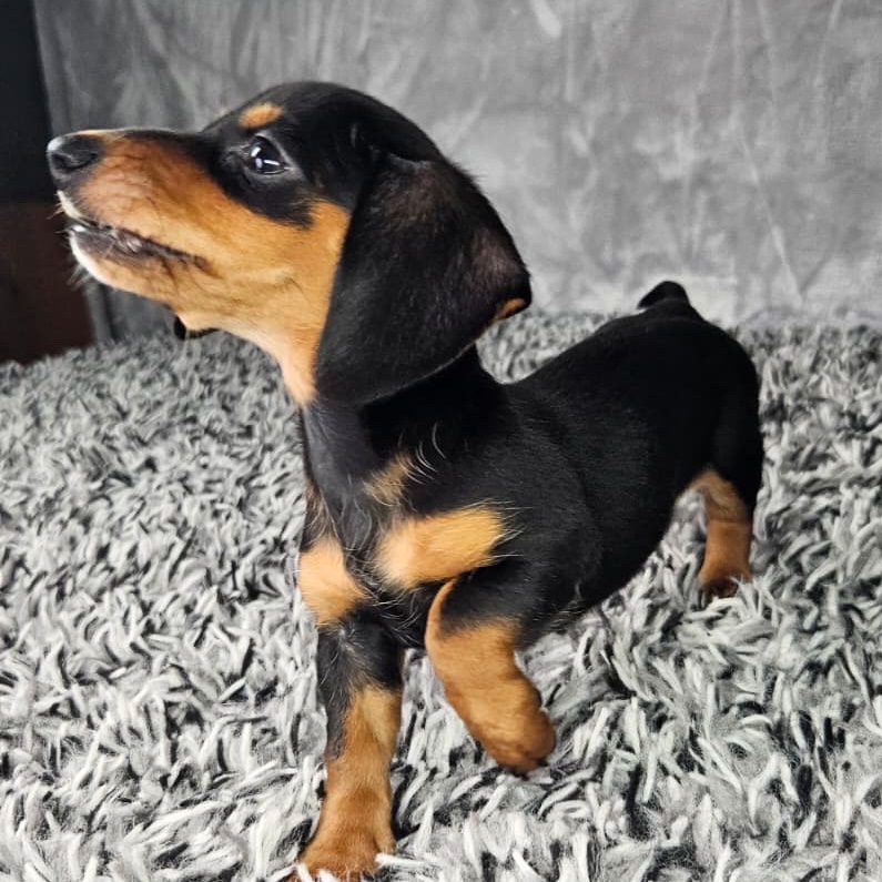 Lola - 4
