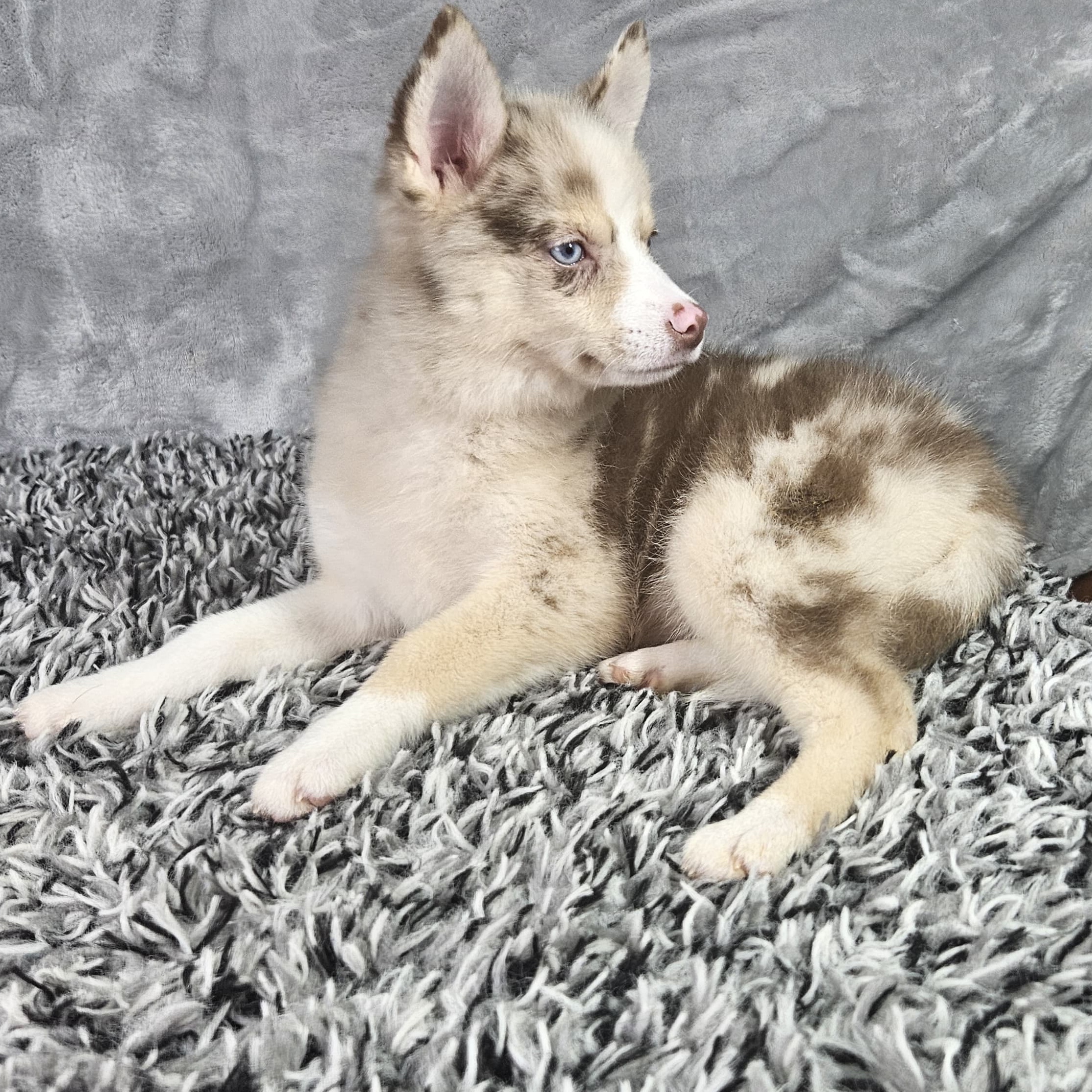 Aspen - 3